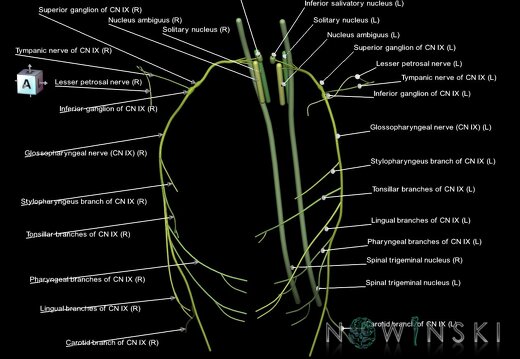 G1.T19.12.V7.C2.L1.Glossopharyngeal nerve