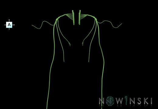 G1.T19.13.V1.C1.L0.Vagus nerve