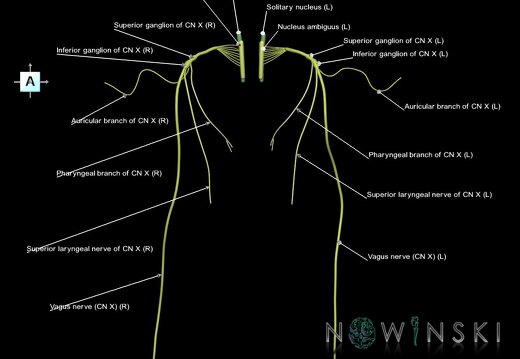 G1.T19.13.V1.C2.L1.Vagus nerve