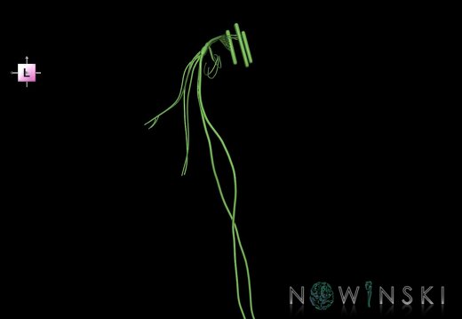 G1.T19.13.V2.C1.L0.Vagus nerve