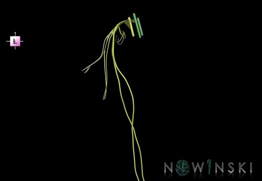 G1.T19.13.V2.C2.L0.Vagus nerve