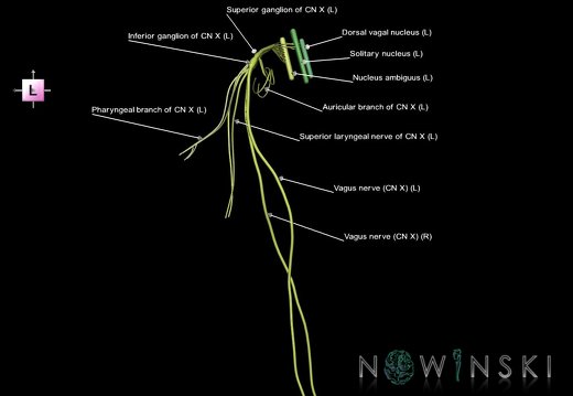 G1.T19.13.V2.C2.L1.Vagus nerve