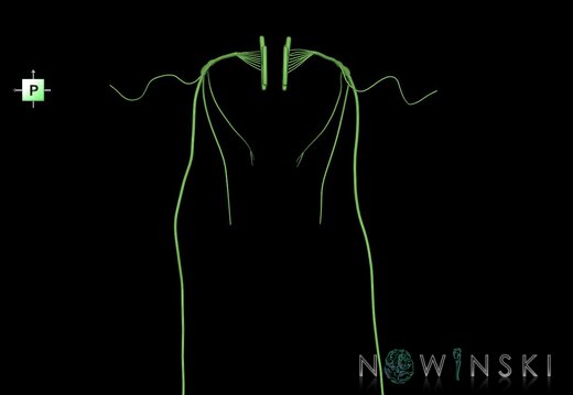 G1.T19.13.V3.C1.L0.Vagus nerve