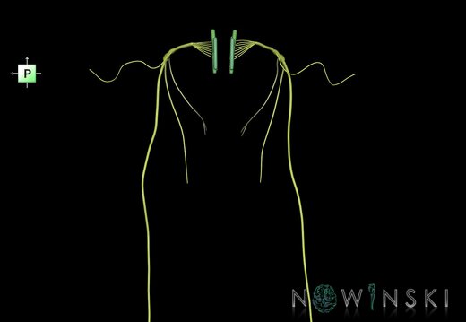 G1.T19.13.V3.C2.L0.Vagus nerve