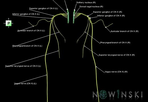 G1.T19.13.V3.C2.L1.Vagus nerve