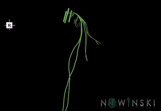 G1.T19.13.V4.C1.L0.Vagus nerve