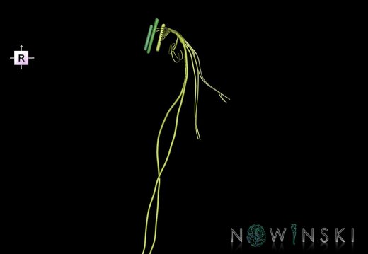 G1.T19.13.V4.C2.L0.Vagus nerve