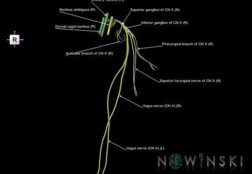 G1.T19.13.V4.C2.L1.Vagus nerve