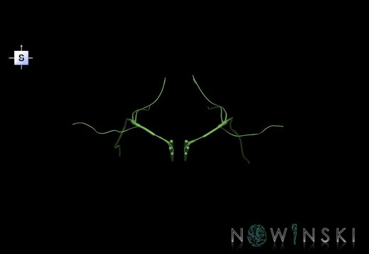 G1.T19.13.V5.C1.L0.Vagus nerve