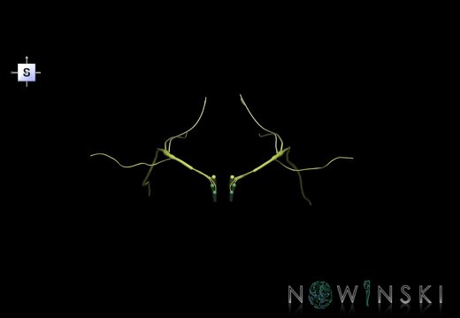 G1.T19.13.V5.C2.L0.Vagus nerve