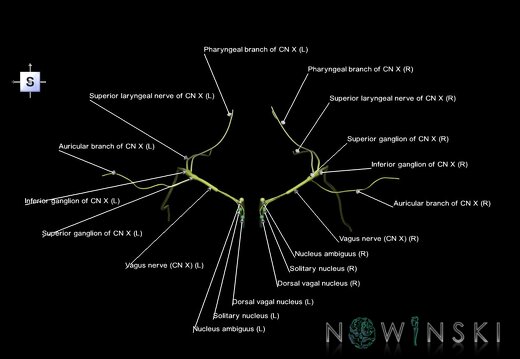 G1.T19.13.V5.C2.L1.Vagus nerve