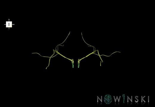 G1.T19.13.V6.C2.L0.Vagus nerve