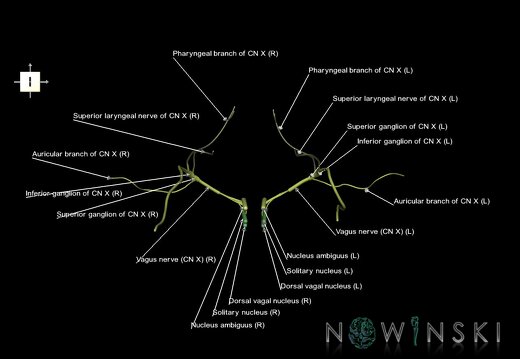 G1.T19.13.V6.C2.L1.Vagus nerve