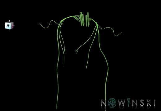 G1.T19.13.V7.C1.L0.Vagus nerve