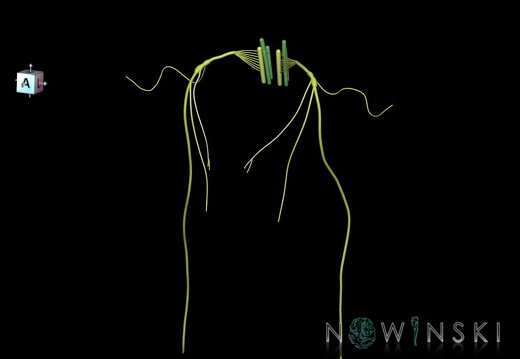 G1.T19.13.V7.C2.L0.Vagus nerve