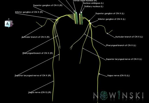 G1.T19.13.V7.C2.L1.Vagus nerve