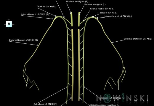 G1.T19.14.V1.C2.L1.Accessory nerve