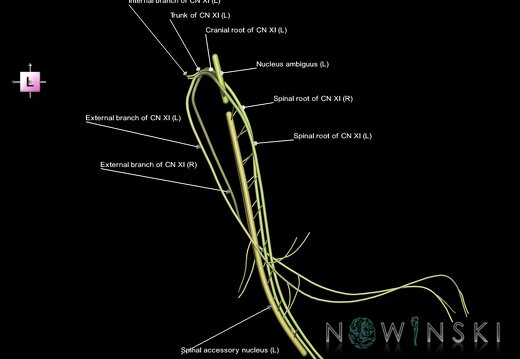 G1.T19.14.V2.C2.L1.Accessory nerve