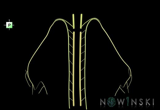 G1.T19.14.V3.C2.L0.Accessory nerve