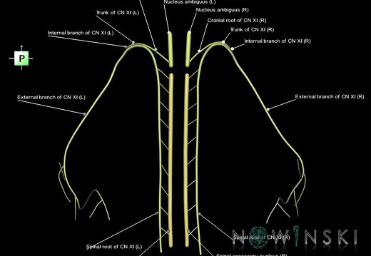 G1.T19.14.V3.C2.L1.Accessory nerve