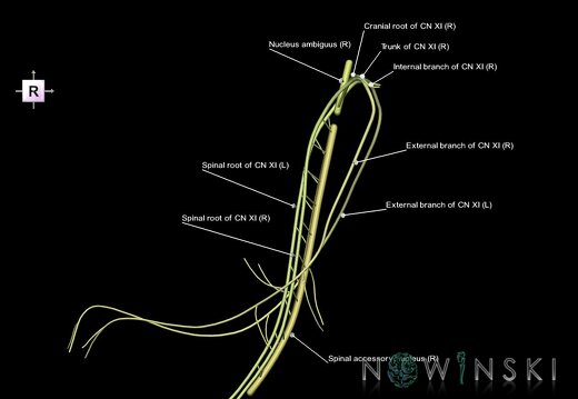 G1.T19.14.V4.C2.L1.Accessory nerve