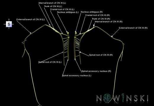 G1.T19.14.V5.C2.L1.Accessory nerve