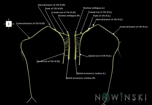 G1.T19.14.V6.C2.L1.Accessory nerve