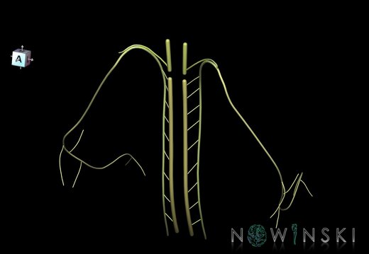 G1.T19.14.V7.C2.L0.Accessory nerve