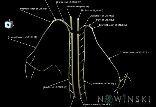 G1.T19.14.V7.C2.L1.Accessory nerve