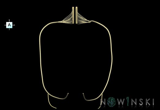 G1.T19.15.V1.C2.L0.Hypoglossal nerve
