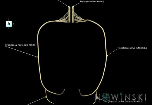 G1.T19.15.V1.C2.L1.Hypoglossal nerve