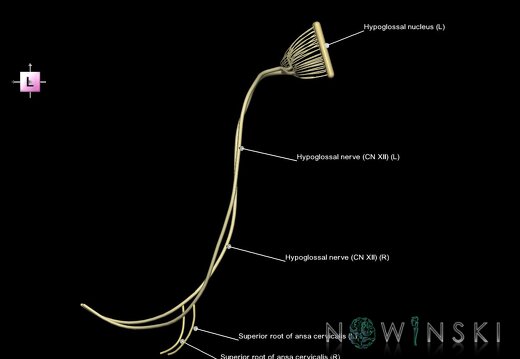 G1.T19.15.V2.C2.L1.Hypoglossal nerve