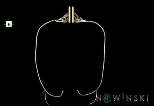 G1.T19.15.V3.C2.L0.Hypoglossal nerve
