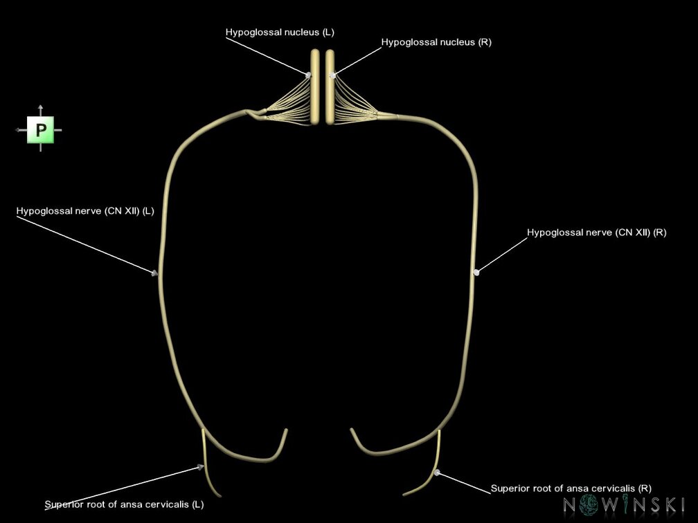 G1.T19.15.V3.C2.L1.Hypoglossal nerve