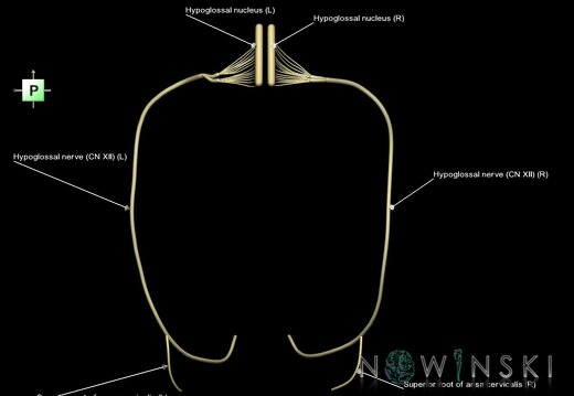 G1.T19.15.V3.C2.L1.Hypoglossal nerve