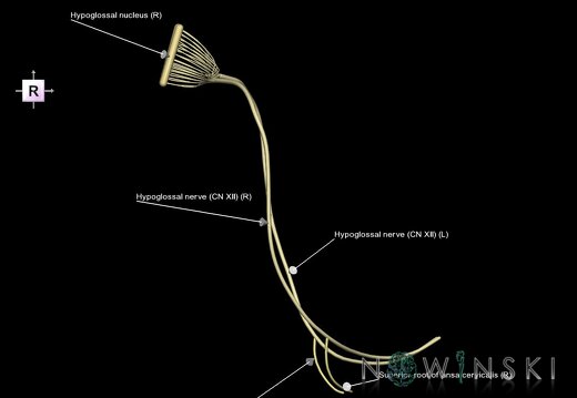 G1.T19.15.V4.C2.L1.Hypoglossal nerve