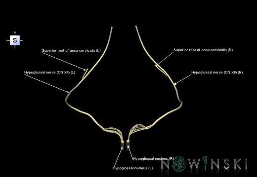 G1.T19.15.V5.C2.L1.Hypoglossal nerve