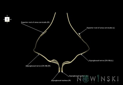 G1.T19.15.V6.C2.L1.Hypoglossal nerve