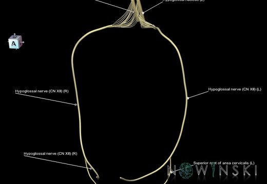 G1.T19.15.V7.C2.L1.Hypoglossal nerve