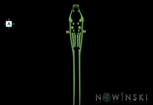 G1.T19.16.V1.C1.L0.Cranial nerve nuclei