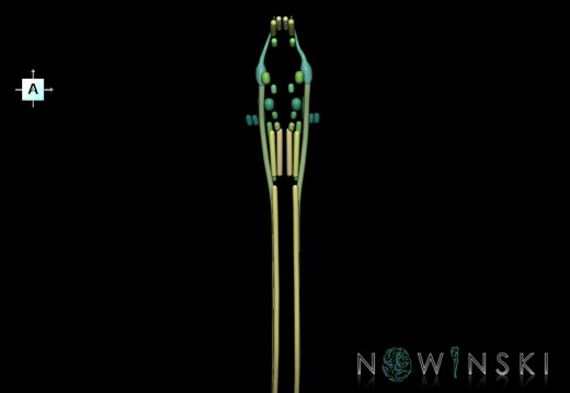 G1.T19.16.V1.C2.L0.Cranial nerve nuclei