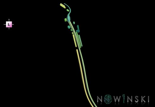 G1.T19.16.V2.C2.L0.Cranial nerve nuclei