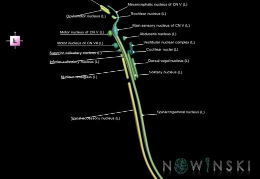 G1.T19.16.V2.C2.L1.Cranial nerve nuclei