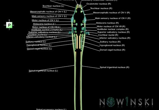 G1.T19.16.V3.C2.L1.Cranial nerve nuclei