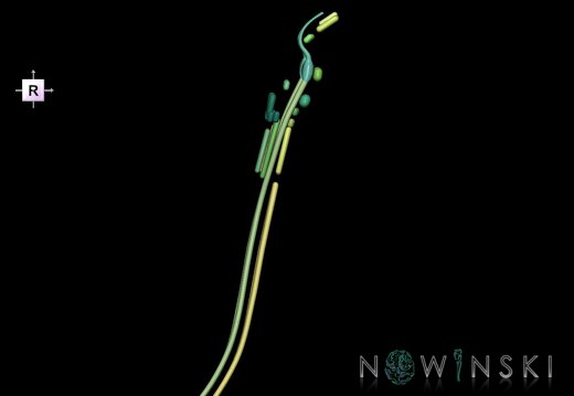 G1.T19.16.V4.C2.L0.Cranial nerve nuclei