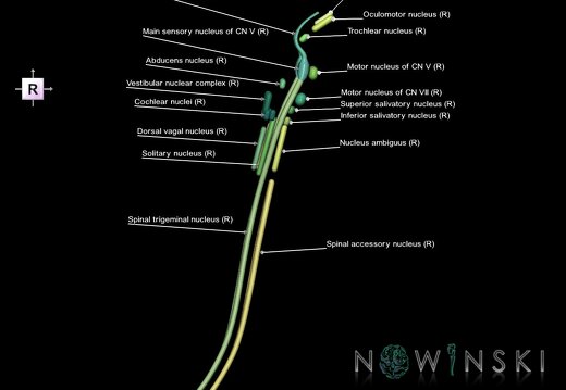 G1.T19.16.V4.C2.L1.Cranial nerve nuclei