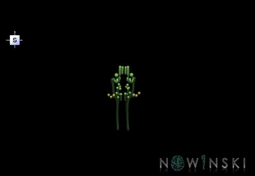 G1.T19.16.V5.C1.L0.Cranial nerve nuclei