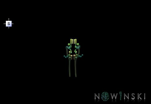 G1.T19.16.V5.C2.L0.Cranial nerve nuclei