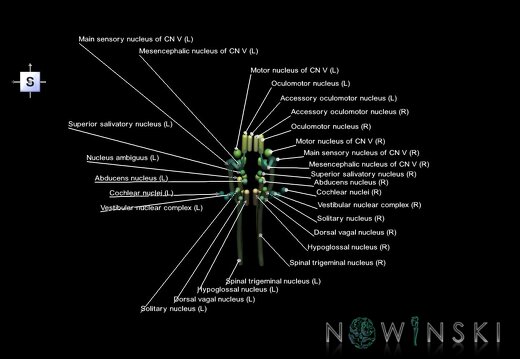 G1.T19.16.V5.C2.L1.Cranial nerve nuclei