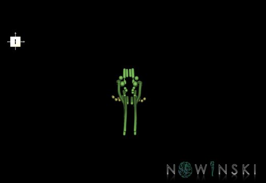 G1.T19.16.V6.C1.L0.Cranial nerve nuclei